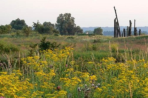 Eiken die zijn gevonden in de Ooijpolder: ook een natuurmonument